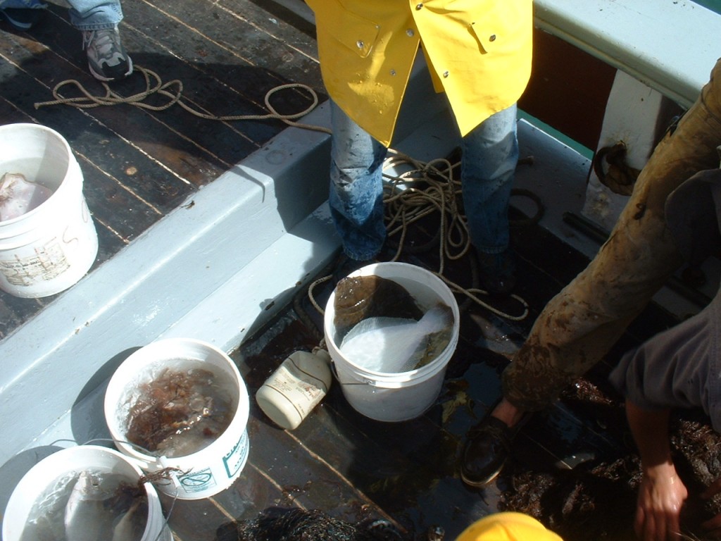 For scale, this photo from 2002, shows the sampling from an otter trawl at the break in the deck.
